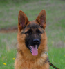 Photo №4. I will sell german shepherd in the city of Berlin. private announcement, from nursery, breeder - price - 634$