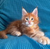 Photo №4. I will sell maine coon in the city of Quinto. private announcement - price - 423$