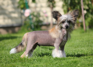 Photo №4. I will sell chinese crested dog in the city of Москва. from nursery - price - 550$