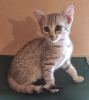 Photo №2 to announcement № 85494 for the sale of egyptian mau - buy in Germany private announcement