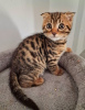 Photo №1. bengal cat - for sale in the city of Reykjavík | 300$ | Announcement № 57208