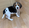 Photo №2 to announcement № 116076 for the sale of beagle - buy in Germany 