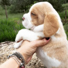 Photo №2 to announcement № 119271 for the sale of beagle - buy in Germany private announcement