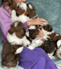 Photo №1. non-pedigree dogs - for sale in the city of Raleigh | Is free | Announcement № 77266