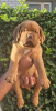 Photo №1. dogue de bordeaux - for sale in the city of Leskovac | negotiated | Announcement № 114683