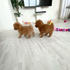 Photo №3. Toy Poodle Puppies with pedigree available now for caring homes. Netherlands