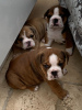 Photo №2 to announcement № 65955 for the sale of english bulldog - buy in Norway private announcement, from nursery