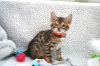 Photo №3. Healthy Bengal Cats for adoption now. Australia