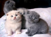 Photo №4. I will sell scottish fold in the city of Berlin. private announcement, from nursery, breeder - price - 317$