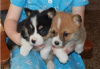 Photo №2 to announcement № 105686 for the sale of welsh corgi - buy in Greece private announcement