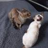 Photo №2 to announcement № 69137 for the sale of devon rex - buy in Finland 