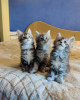 Photo №3. Maine coon kittens. Cyprus