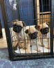 Photo №1. pug - for sale in the city of Moscow | Is free | Announcement № 62811
