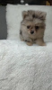 Photo №1. pomeranian - for sale in the city of Paris | negotiated | Announcement № 17352