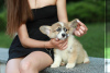 Additional photos: I offer for sale super gorgeous welsh corgi babies) there are 2 girls and 1 boy.