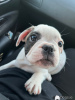 Additional photos: adorable french bulldog puppies for sale