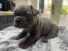 Photo №2 to announcement № 115037 for the sale of french bulldog - buy in United States private announcement