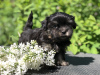 Photo №3. Russian colored lapdog puppies for shows and family. Russian Federation