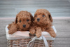 Photo №1. poodle (toy) - for sale in the city of Kikinda | Is free | Announcement № 94207