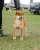 Additional photos: Shiba Inu puppy