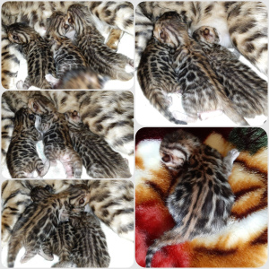 Additional photos: Bengal kittens kittens
