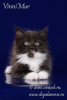 Photo №1. siberian cat - for sale in the city of St. Petersburg | negotiated | Announcement № 68535