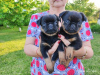 Photo №3. petit brabancon puppies. Belarus