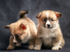 Photo №2 to announcement № 29712 for the sale of welsh corgi - buy in Estonia private announcement