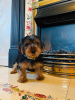 Photo №1. yorkshire terrier - for sale in the city of Kazan | 361$ | Announcement № 9978