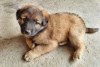 Photo №1. leonberger - for sale in the city of Berlin | Is free | Announcement № 125269