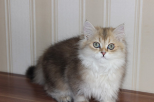 Photo №2 to announcement № 2301 for the sale of british longhair - buy in Russian Federation from nursery