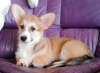 Additional photos: Welsh Corgi Pembroke. Interesting puppies with UKU documents