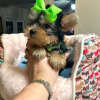 Additional photos: Loving Yorkshire Terrier puppy ready for sale