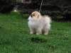 Photo №1. pomeranian - for sale in the city of Vitebsk | 700$ | Announcement № 99854