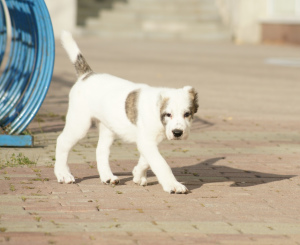 Photo №4. I will sell central asian shepherd dog in the city of Yekaterinburg. from nursery, breeder - price - 335$