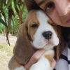 Photo №1. beagle - for sale in the city of Leipzig | 380$ | Announcement № 123804