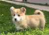 Photo №2 to announcement № 98687 for the sale of welsh corgi - buy in Serbia breeder