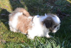 Photo №4. I will sell shih tzu in the city of Clarac. breeder - price - 1066$