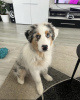 Photo №1. australian shepherd - for sale in the city of Munich | negotiated | Announcement № 119732