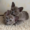 Photo №1. burmese cat - for sale in the city of Афины | negotiated | Announcement № 92631