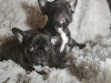Photo №1. french bulldog - for sale in the city of Дортмунд | Is free | Announcement № 98234