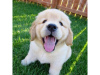 Photo №2 to announcement № 70781 for the sale of golden retriever - buy in United Kingdom 