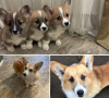 Photo №1. welsh corgi - for sale in the city of Anderlecht | 581$ | Announcement № 96321