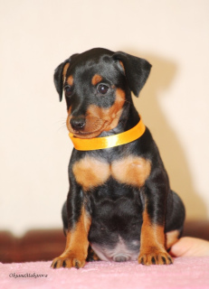 Photo №2 to announcement № 1713 for the sale of miniature pinscher - buy in Russian Federation breeder