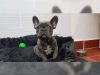 Photo №2 to announcement № 124842 for the sale of french bulldog - buy in Finland private announcement