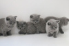 Photo №1. british shorthair - for sale in the city of Riga | negotiated | Announcement № 89587