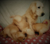 Photo №2 to announcement № 99487 for the sale of golden retriever - buy in Germany private announcement