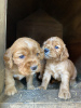 Photo №2 to announcement № 98518 for the sale of russian spaniel - buy in Russian Federation 