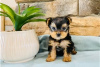 Photo №2 to announcement № 117555 for the sale of non-pedigree dogs - buy in Germany private announcement