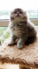 Photo №1. scottish fold - for sale in the city of Kiev | 127$ | Announcement № 10487